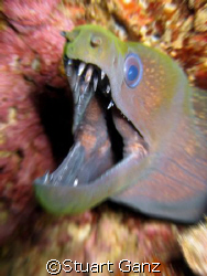 Watch your fingers.........Taken @ Sharks Cove, Oahu. HI by Stuart Ganz 